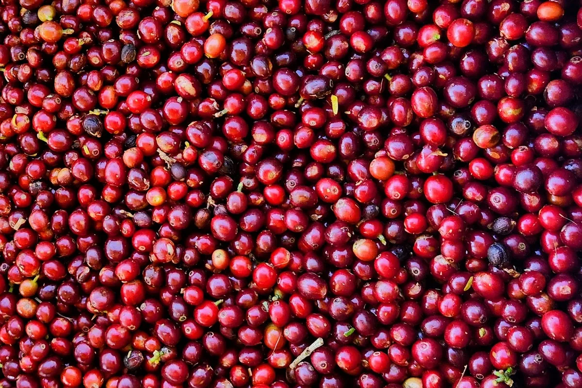 Desde Zona de los Santos, Costa Rica - Image 1